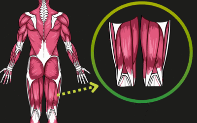 Why the hamstrings are important in the pedal stroke.