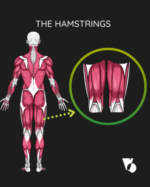 Why the hamstrings are important in the pedal stroke. - Beyond The Mud